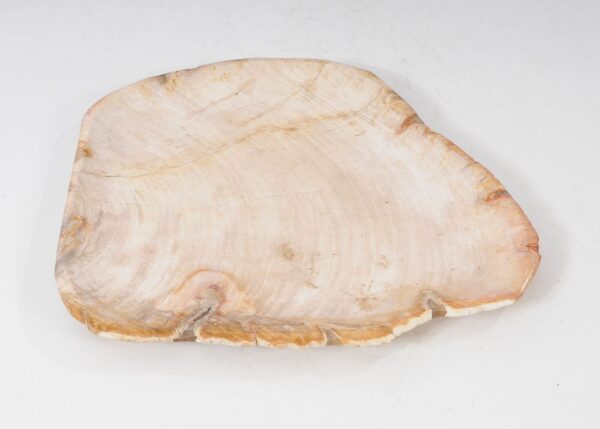 Plate petrified wood 54064