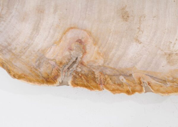 Plate petrified wood 54064