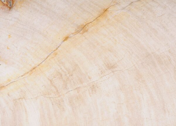 Plate petrified wood 54065