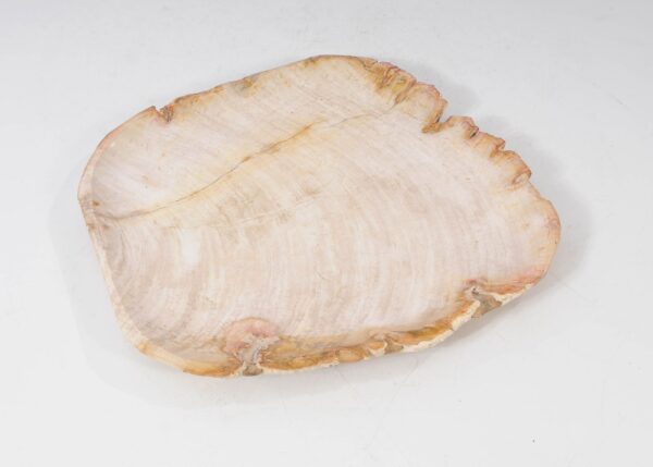 Plate petrified wood 54065