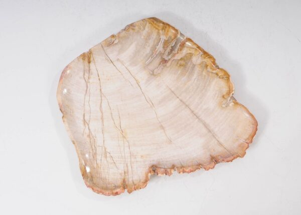 Plate petrified wood 54066