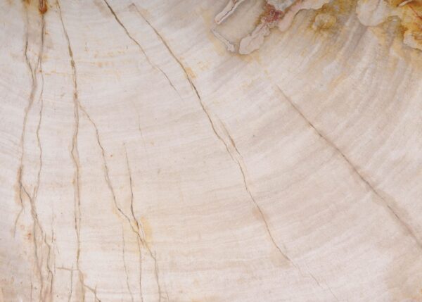 Plate petrified wood 54066