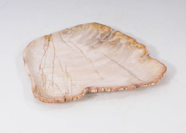 Plate petrified wood 54066