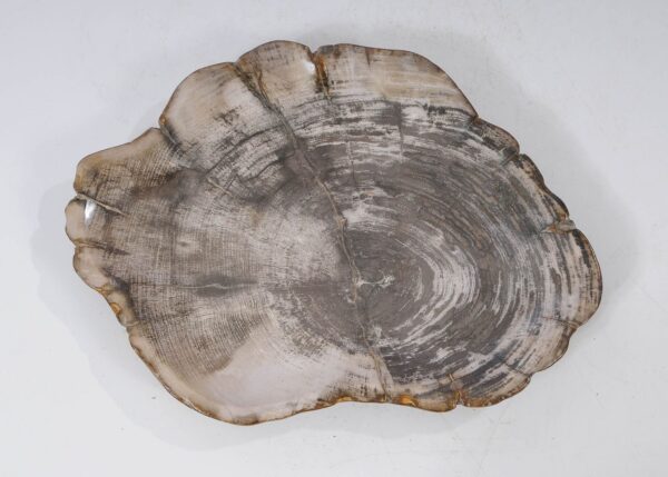 Plate petrified wood 54067