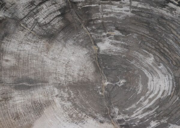 Plate petrified wood 54067