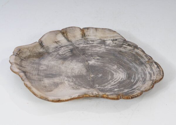 Plate petrified wood 54067