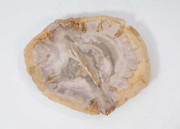 Plate petrified wood 54070