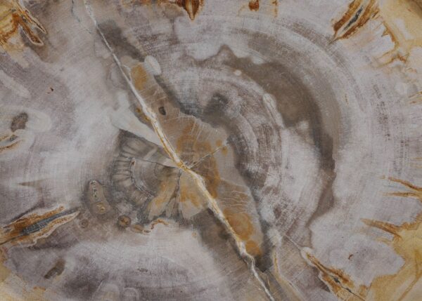 Plate petrified wood 54070