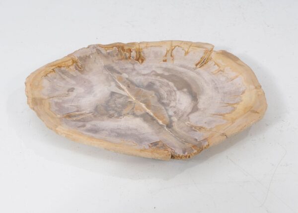 Plate petrified wood 54070