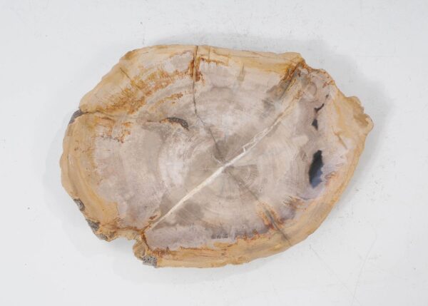 Plate petrified wood 54074