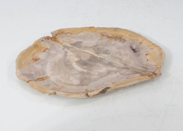 Plate petrified wood 54074