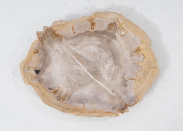 Plate petrified wood 54075