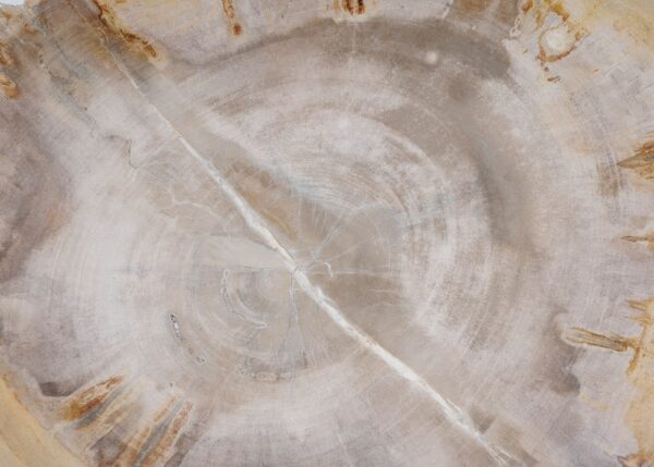 Plate petrified wood 54075