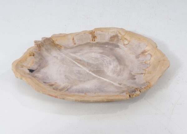 Plate petrified wood 54075