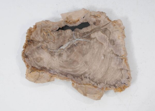 Plate petrified wood 54076