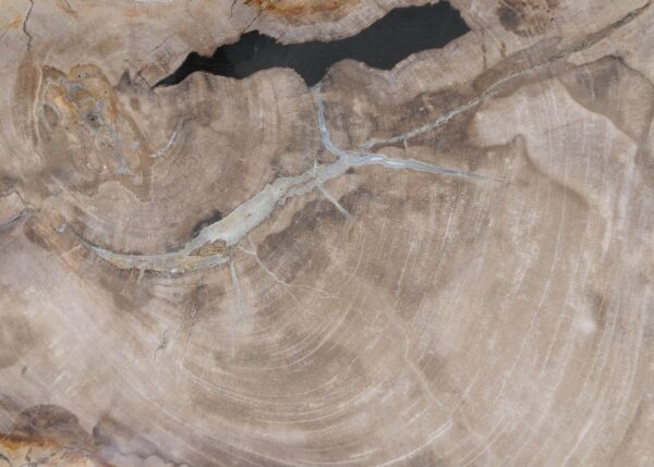 Plate petrified wood 54076