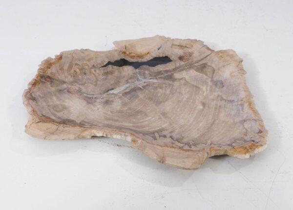 Plate petrified wood 54076