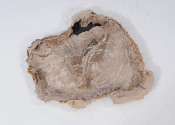 Plate petrified wood 54077