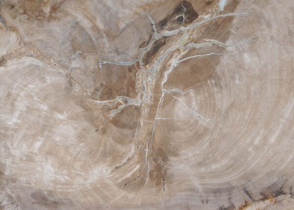 Plate petrified wood 54077