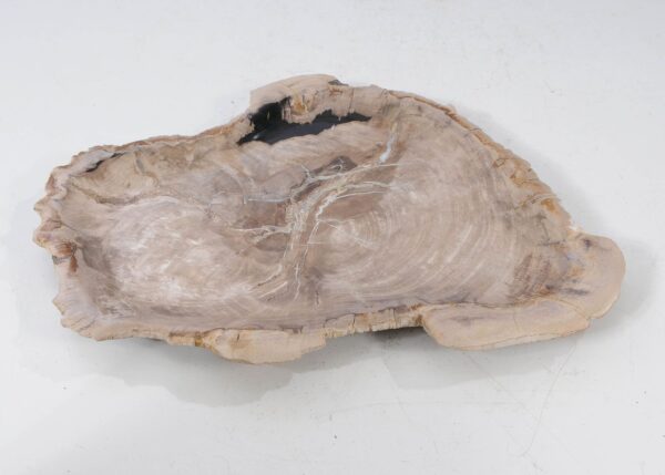 Plate petrified wood 54077