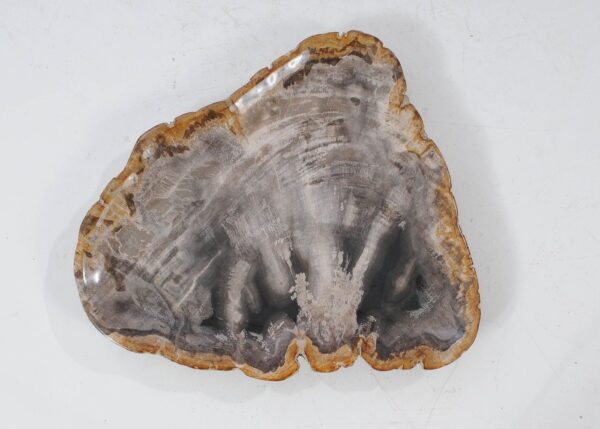 Plate petrified wood 54091