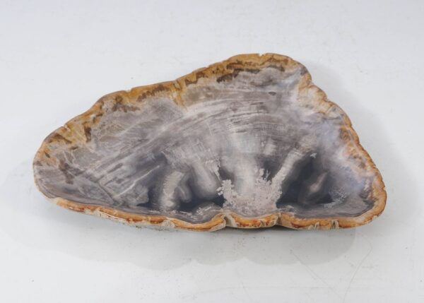 Plate petrified wood 54091