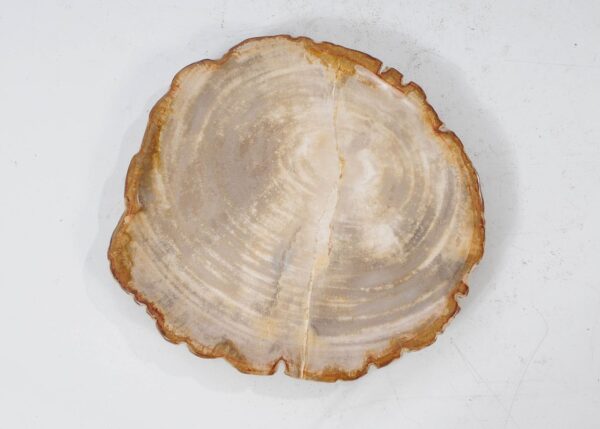 Plate petrified wood 54092