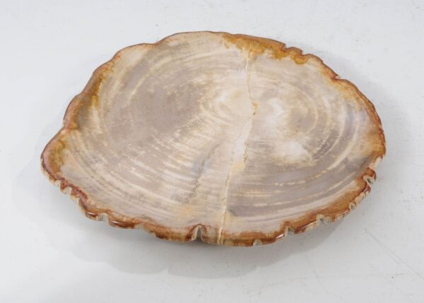 Plate petrified wood 54092