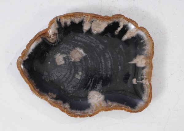 Plate petrified wood 54093