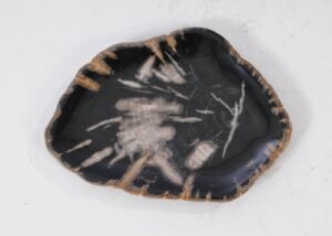 Plate petrified wood 54105