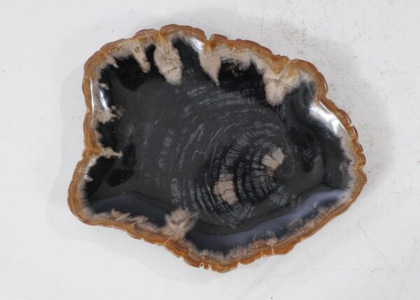 Plate petrified wood 54113