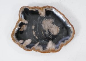 Plate petrified wood 54114