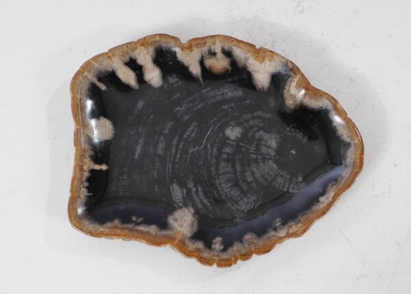 Plate petrified wood 54115