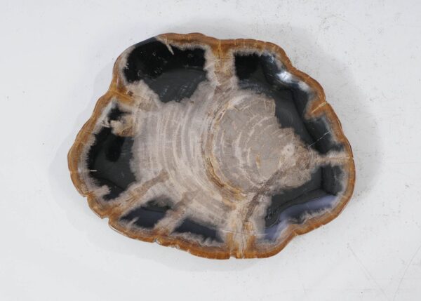 Plate petrified wood 54116