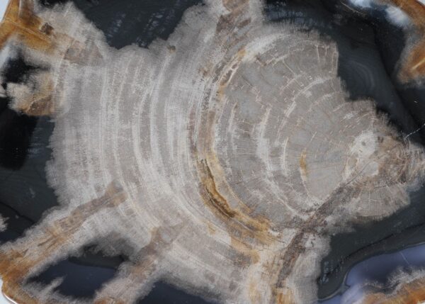 Plate petrified wood 54116