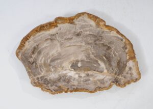 Plate petrified wood 54125