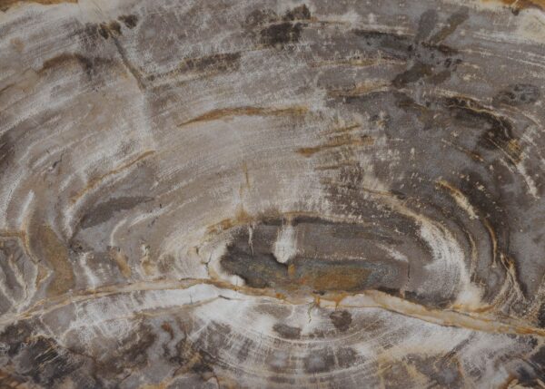 Plate petrified wood 54125