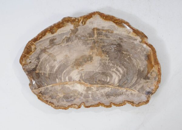 Plate petrified wood 54129