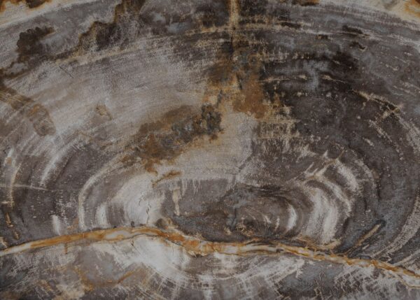 Plate petrified wood 54129