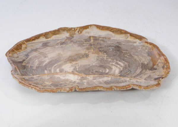 Plate petrified wood 54129