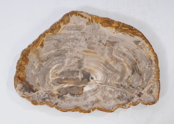 Plate petrified wood 54131