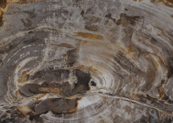 Plate petrified wood 54131