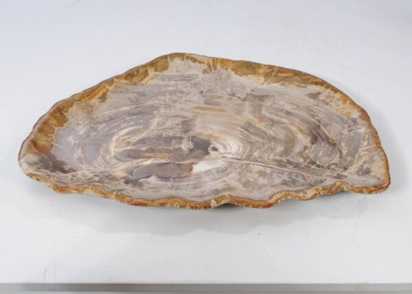 Plate petrified wood 54131