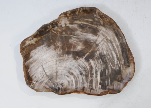 Plate petrified wood 54133