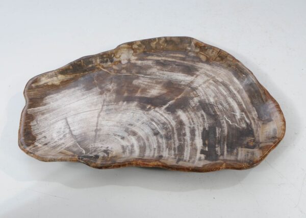 Plate petrified wood 54133