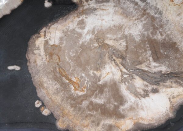 Plate petrified wood 54136