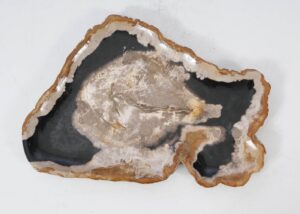 Plate petrified wood 54137