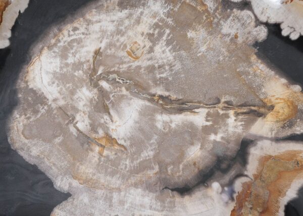 Plate petrified wood 54137