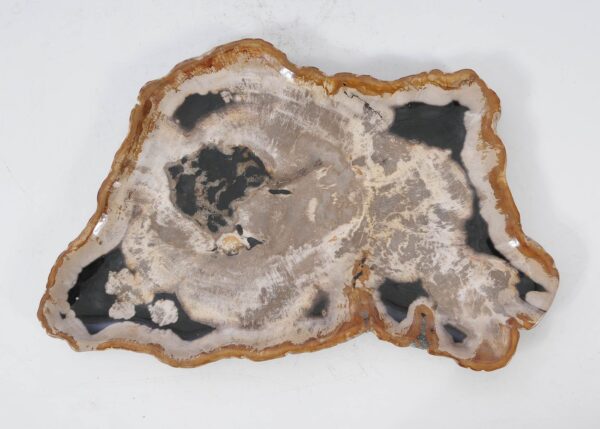 Plate petrified wood 54138