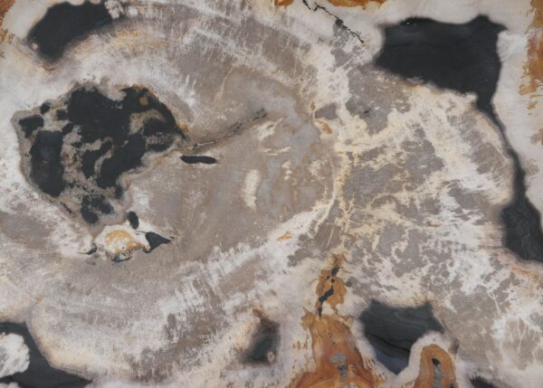 Plate petrified wood 54138